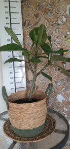 Plumeria rubra "Sea Star"