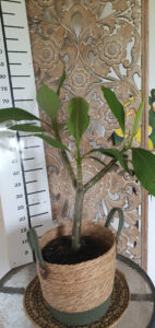 Plumeria rubra "Sweet Ness"
