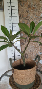 Plumeria rubra "Y-02"