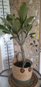 Plumeria rubra "Sedona"