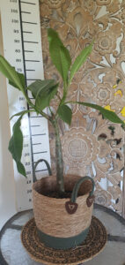 Plumeria rubra "Sweet Ness"