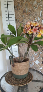 Plumeria rubra "California Sunset"