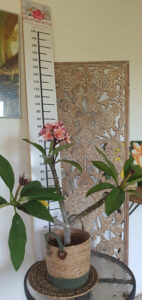 Plumeria rubra "Dulcemia"