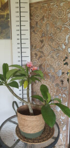 Plumeria rubra "Rhonda"
