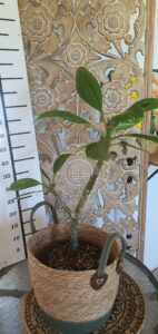 Plumeria rubra "Honey Pot"
