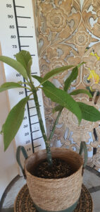 Plumeria rubra "Rimfire"