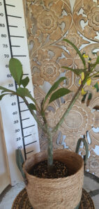 Plumeria rubra "R-03"