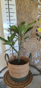 Plumeria rubra "Desert Sunrise"