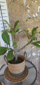 Plumeria rubra "Dwarf Watermelon"