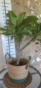 Plumeria rubra "Jackie"