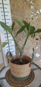 Plumeria rubra "Lueang Suk Dee"
