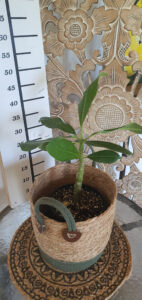Plumeria rubra "Khao Bali"