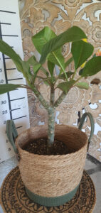 Plumeria rubra "Mini Me"