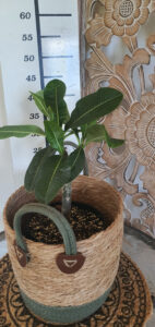 Plumeria  "Gaan"