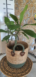 Plumeria rubra "Y-02"