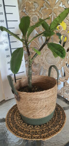 Plumeria rubra "Y-02"