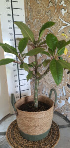 Plumeria rubra "Arty"