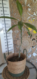 Plumeria rubra "Dragon Tears"