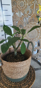 Plumeria rubra "Orange Special"