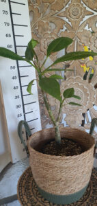 Plumeria rubra "Honey Pot"