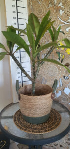 Plumeria rubra "Messina"