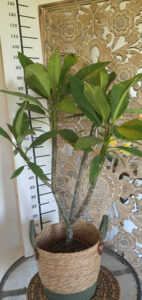 Plumeria rubra "Bolero"