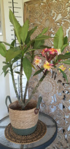 Plumeria rubra "Bolero"