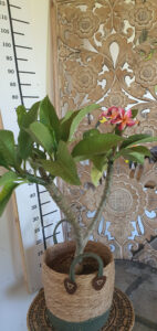 Plumeria rubra "Rhonda"