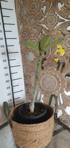 Plumeria rubra "Kaset Sin"