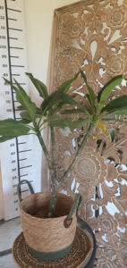 Plumeria rubra "Bolero"