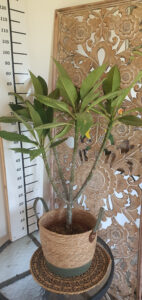 Plumeria rubra "Bolero"