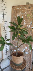 Plumeria obtusa "Singapore White"