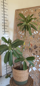 Plumeria obtusa "Singapore White"