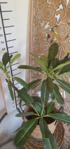 Plumeria obtusa "Singapore White"