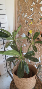 Plumeria obtusa "Singapore White"