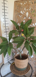 Plumeria rubra "Synchronicity"