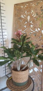 Plumeria rubra "Pizzazz"