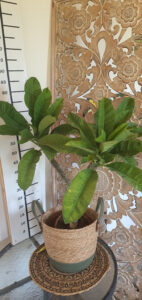 Plumeria rubra "Rhonda"