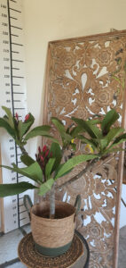 Plumeria rubra "Dulcemia"