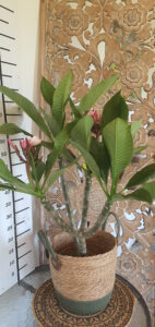 Plumeria rubra "Rhapsody"