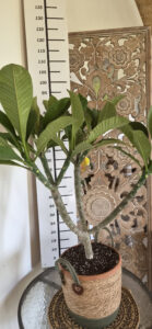 Plumeria rubra "Cardinal"