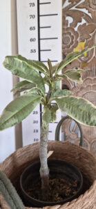 Plumeria rubra "variegated Duang Suree"