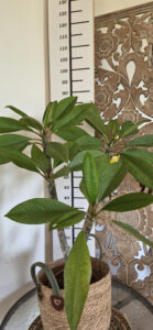 Plumeria rubra "Bayeaux"