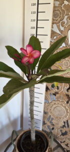 Plumeria rubra "Rachel Cloud"