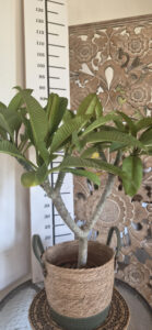 Plumeria rubra "Mojito"