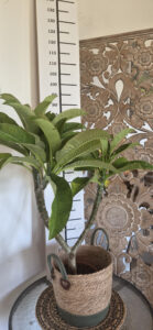Plumeria rubra "Rhonda"