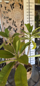 Plumeria rubra "Waxy Red"