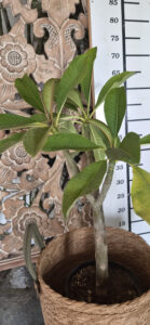 Plumeria rubra "Waxy Red"
