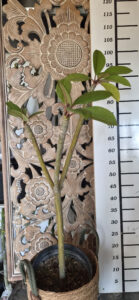 Plumeria rubra "Sang Warn Tabtim"- "Super Round"