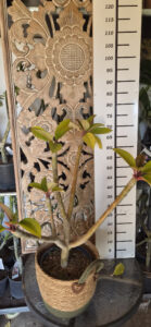 Plumeria rubra "Safari"
